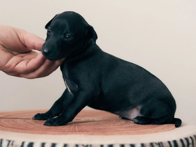 Italian Greyhound puppy for sale