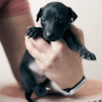 Urven Black Winter, black Italian Greyhound for sale