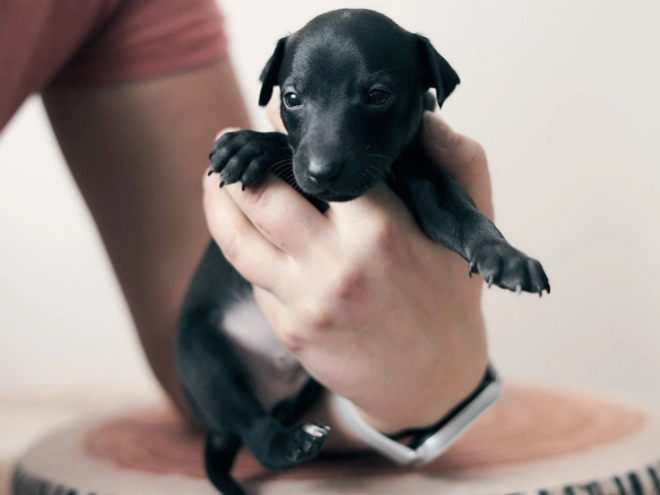 Italian Greyhound puppy for sale