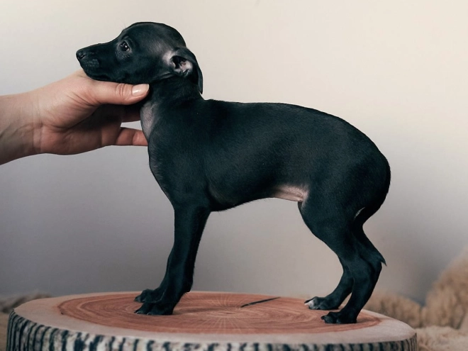 Italian Greyhound puppy for sale