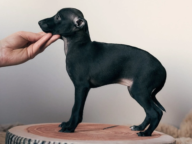 Italian Greyhound puppy for sale