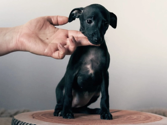 Italian Greyhound puppy for sale