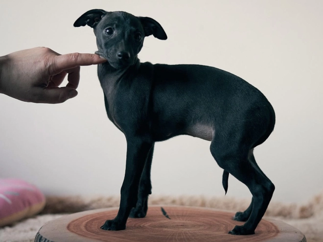 Italian Greyhound puppy for sale