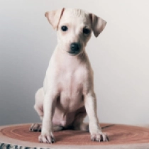 Urwen Snow, isabella Italian Greyhound for sale