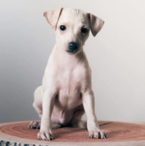 Italian Greyhound puppy for sale