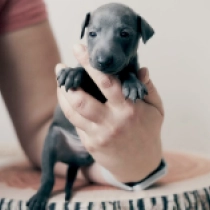 Umbrael Winterclaw, blue Italian Greyhound for sale