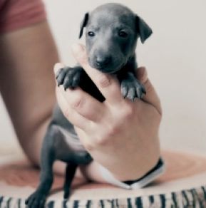 Italian Greyhound puppy for sale