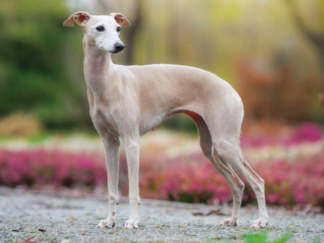 Italian Greyhound puppy for sale