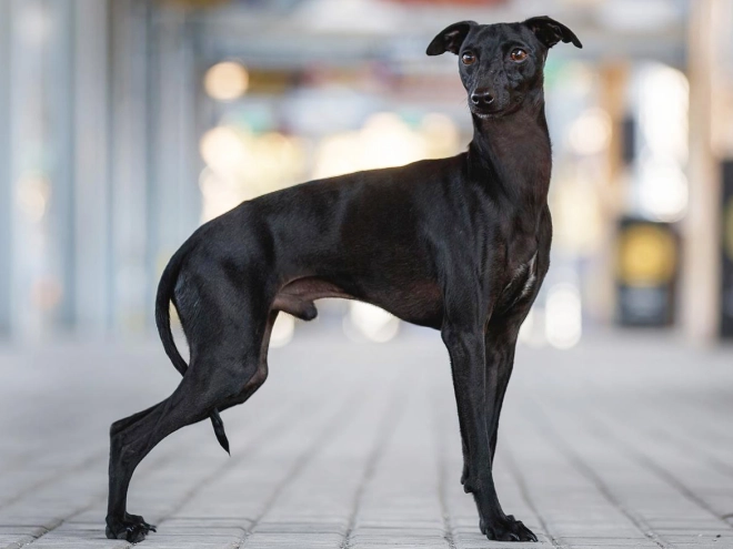 Italian Greyhound puppy for sale