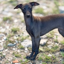 Wisteria Bloom, black Italian Greyhound for sale