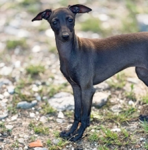 Italian Greyhound puppy for sale