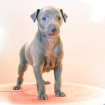 Willow Essence, blue Italian Greyhound for sale