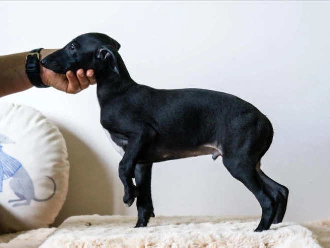 Italian Greyhound puppy for sale