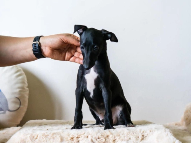 Italian Greyhound puppy for sale