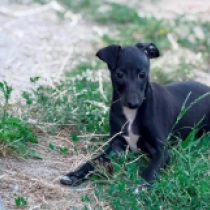 Fenix, black with markings Italian Greyhound for sale