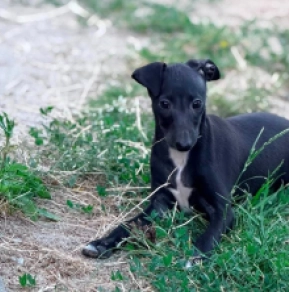 Italian Greyhound puppy for sale