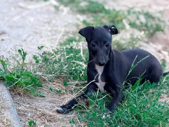 Italian Greyhound puppy for sale