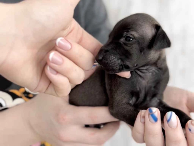 Italian Greyhound puppy for sale