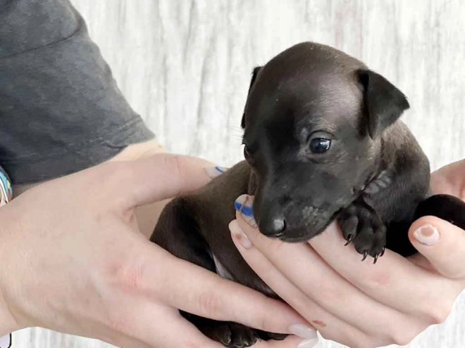 Italian Greyhound puppy for sale