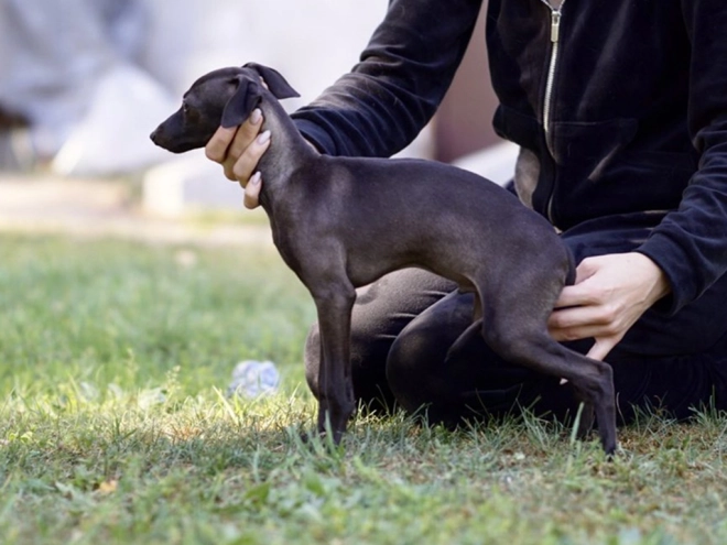 Italian Greyhound puppy for sale