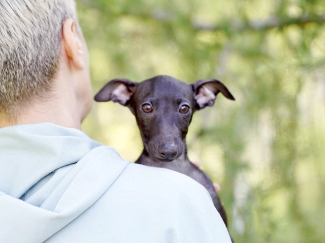 Italian Greyhound puppy for sale