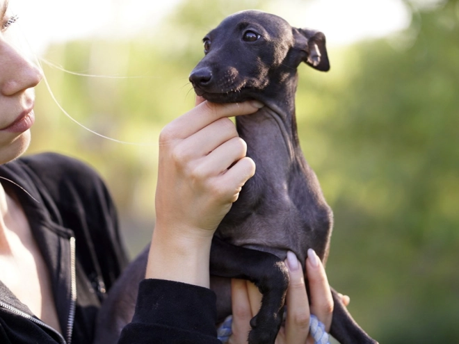 Italian Greyhound puppy for sale