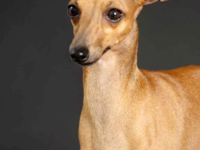 Italian Greyhound puppy for sale