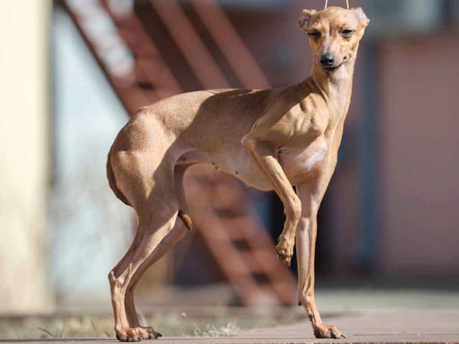 Italian Greyhound puppy for sale