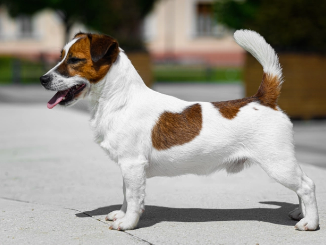Jack-Russell-Terrier Welpe kaufen