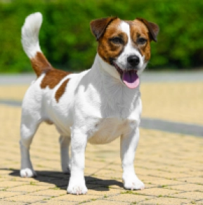 Jack-Russell-Terrier Welpe kaufen