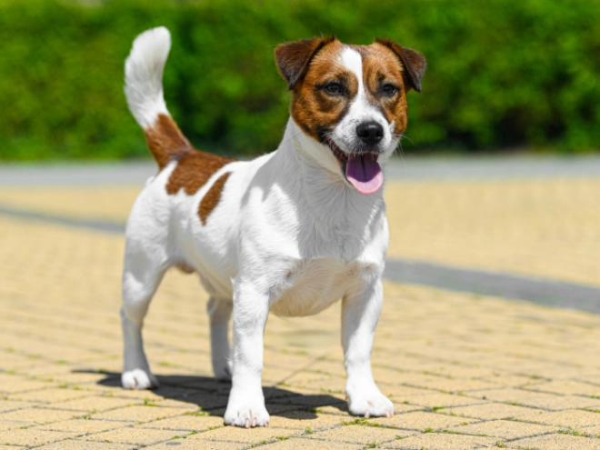 Jack-Russell-Terrier Welpe kaufen