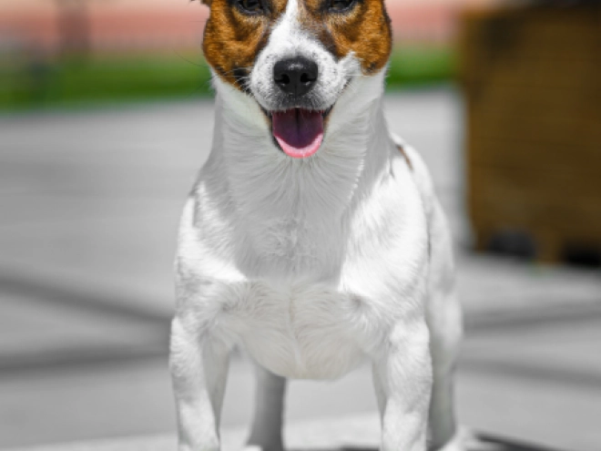 Jack-Russell-Terrier Welpe kaufen