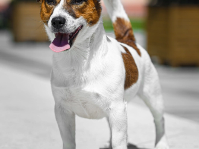 Jack-Russell-Terrier Welpe kaufen