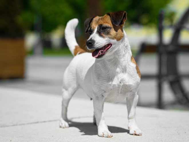 Jack-Russell-Terrier Welpe kaufen