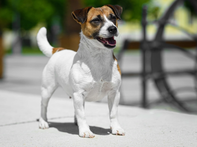 Jack-Russell-Terrier Welpe kaufen