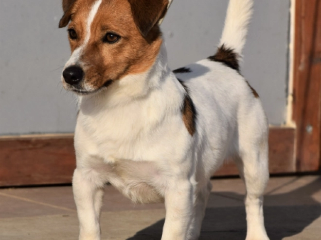 Jack-Russell-Terrier Welpe kaufen