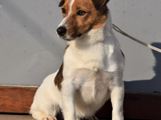 Jack-Russell-Terrier Welpe kaufen