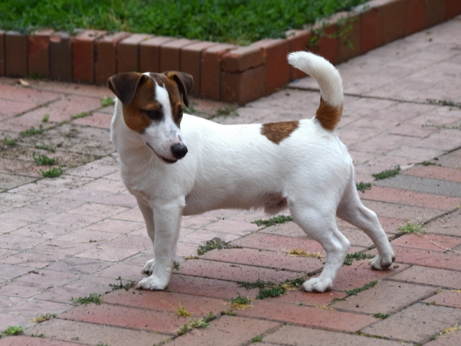 Jack-Russell-Terrier Welpe kaufen