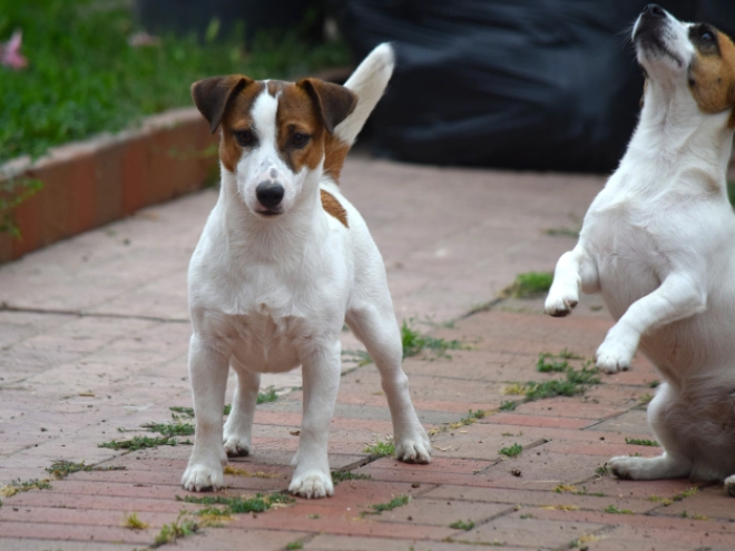 Jack-Russell-Terrier Welpe kaufen