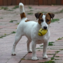 Pascal, bicolor Jack Russell Terrier en venta