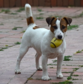 Jack-Russell-Terrier Welpe kaufen