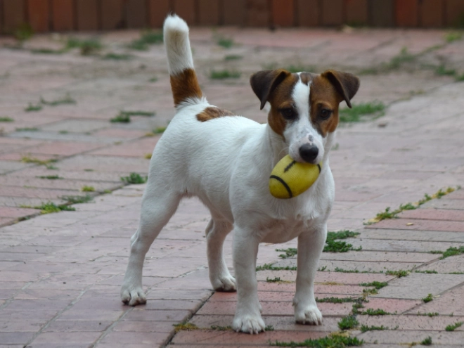 Jack-Russell-Terrier Welpe kaufen