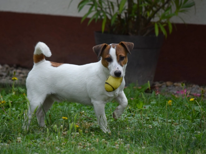Jack-Russell-Terrier Welpe kaufen