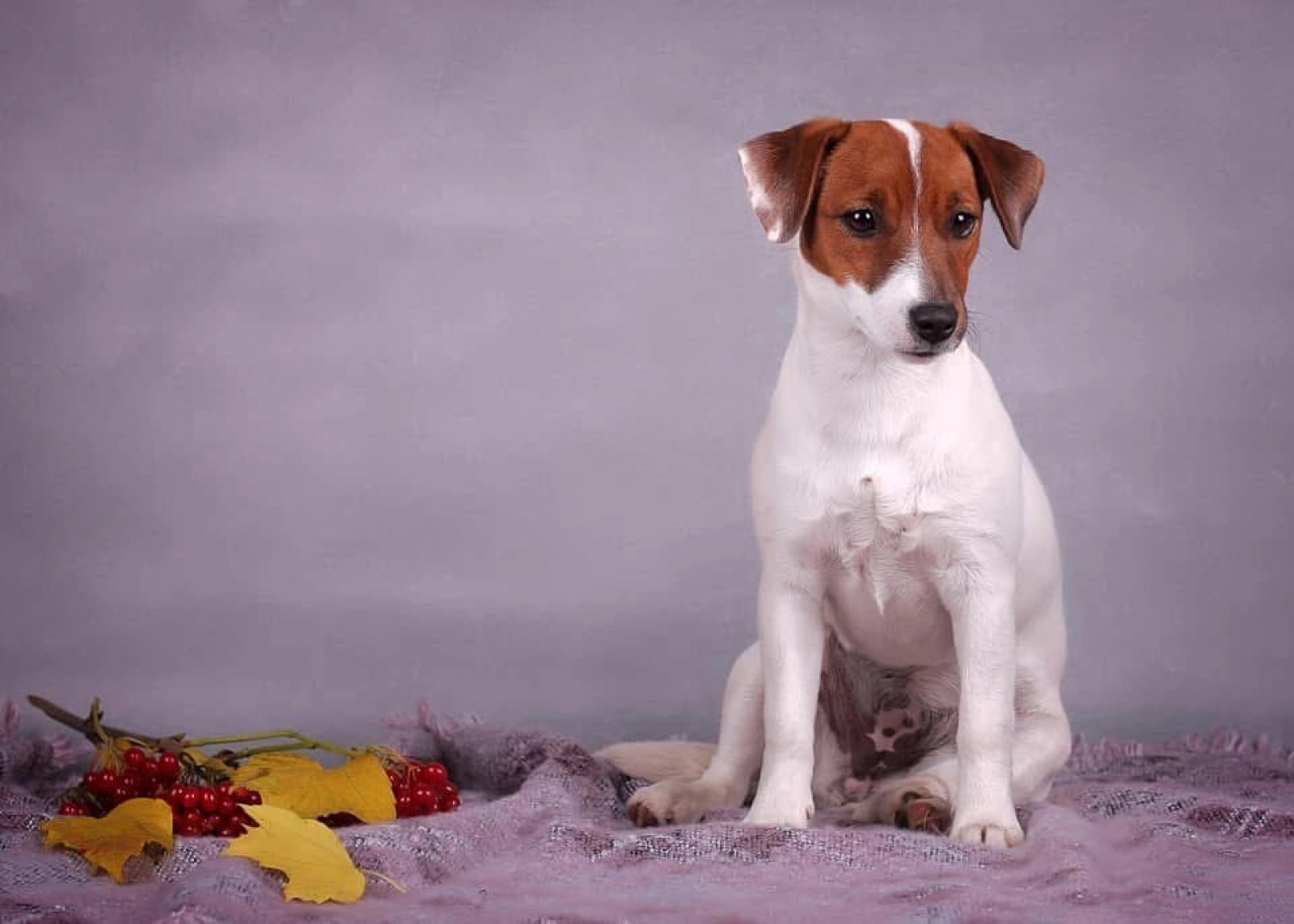 Hodowla Fci Rottweiler Pascal Jack Russell Terrier Puppy For Sale