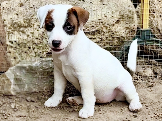Jack-Russell-Terrier Welpe kaufen