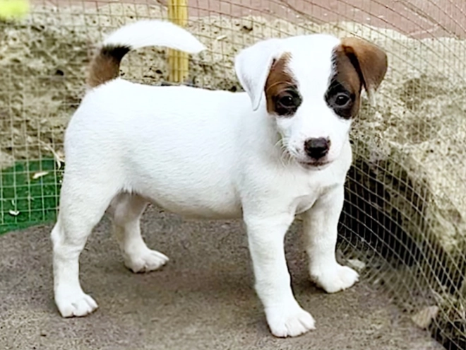 Jack-Russell-Terrier Welpe kaufen