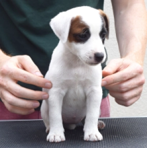 Jack-Russell-Terrier Welpe kaufen