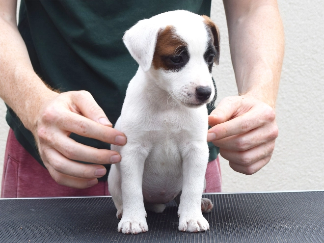 Jack-Russell-Terrier Welpe kaufen