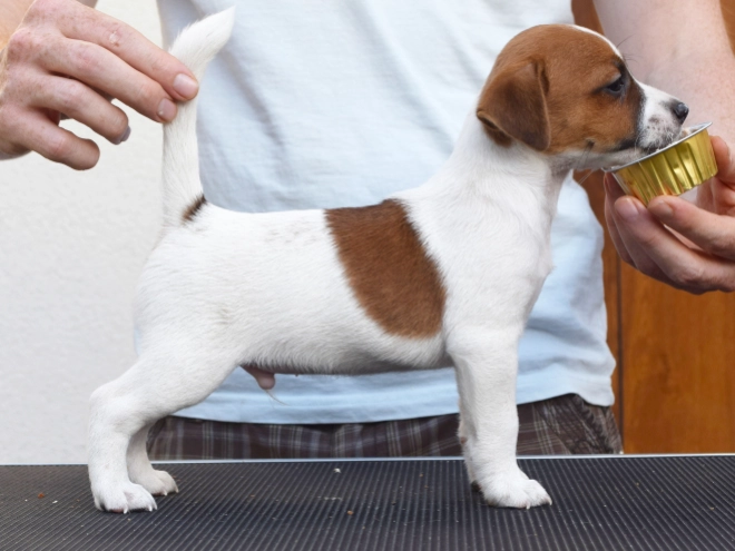 Jack-Russell-Terrier Welpe kaufen