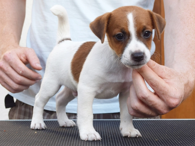 Jack-Russell-Terrier Welpe kaufen